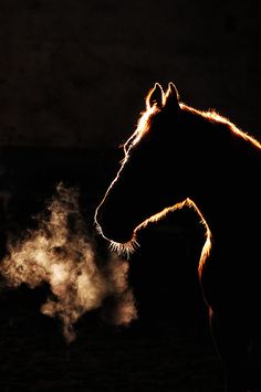 nighthorse - Copy